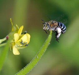 Up-close shot of a bee gathering nectar from a beautiful array of brightly colored flowers