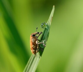 Macro photograph of a weevil perched on a verdant green leaf