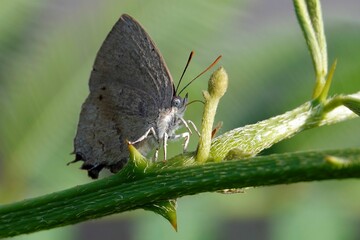 Macro shot of a moth perched on a green plant in a natural outdoor setting