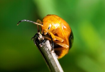 Vibrant closeup shot of an Aulacophora femoralis, a species of beetle, on a green background