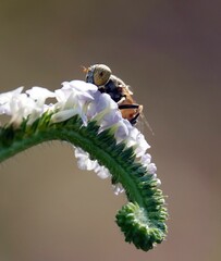 Macro shot of a fly perched on a leaf of a green plant,  surrounded by a blurry green background