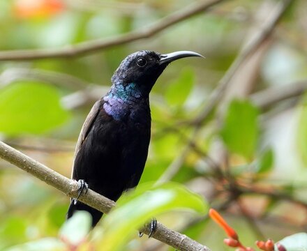 Male Palestine sunbird perched on a branch in its natural habitat. Cinnyris osea.