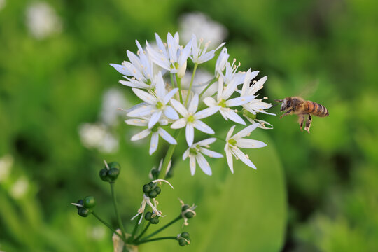 Biene an der Bl&uuml;te des B&auml;rlauchs