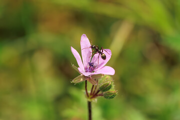 Rotrückige Sklavenameise auf einer Blüte