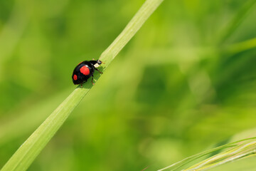 Asiatischer Marienkäfer