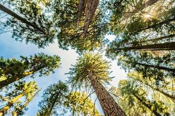 Fototapeta premium Below pine tree in forest at fall. Looking Up In Autumn Pine Coniferous Forest Tree