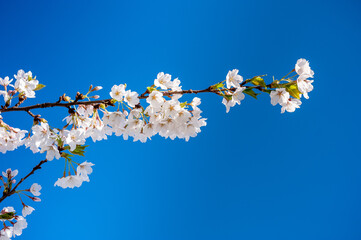 Clear Blue Sky and Sakura Branch. Blooming Time. Springtime with Sunlight