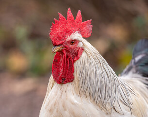 Portrait of Colorful Rooster in the Farm. Autumn leaves in Foreground and Blurry Background. Red Jungle Fowl, Natural Light During the Day. Portrait.
