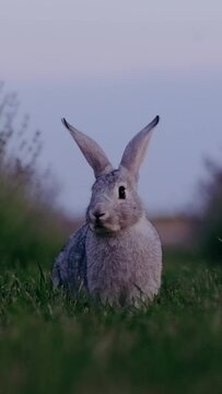 rabbit on a lavender field