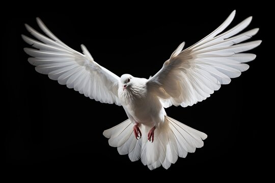 White dove swooping down, photo realistic, black background