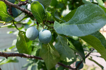 Green plum on a branch. Plum grows on a tree in the garden.