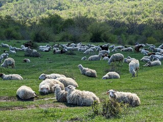 Herd of sheep grazing in a lush green field. Georgia.