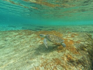 Fototapeta na wymiar turtle swimming on a sandy beach with shallow waters around it