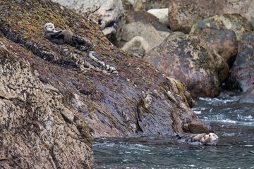 Two playful sea otters floating in the ocean, enjoying their time together