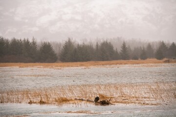 Majestic bald eagle perched atop a tranquil pond in a lush green meadow