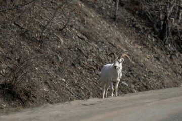 Thin-horned ram (Ovis dalli) on a lush, grassy hillside
