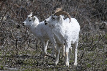 Thin-horned rams (Ovis dalli) on a lush, grassy hillside