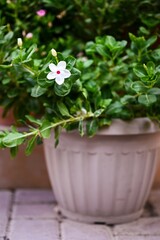 Madagascar Periwinkle flower in pot