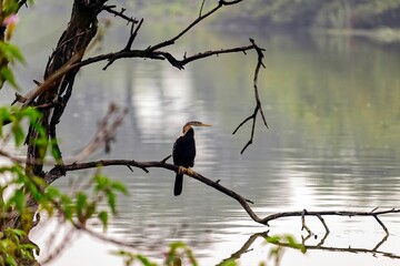 Closeup of an anhinga perched on a tree branch near a pond