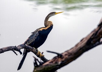 Closeup of an anhinga perched on a tree branch near a pond