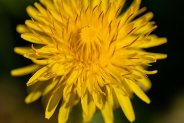 Close-up of a vibrant yellow dandelion with delicate petals and a fluffy seed head