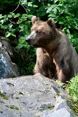 Obraz premium Closeup of a brown bear walking on rocks in a green forest