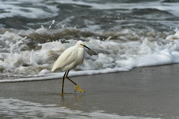 White egret (Egretta thula) looking for food on the beach in Santa Cruz, California