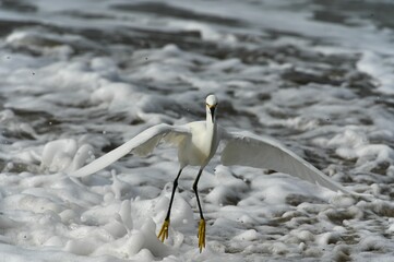 White egret (Egretta thula) looking for food on the beach in Santa Cruz, California