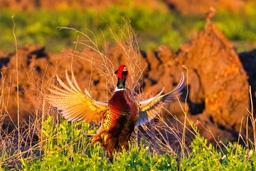 Closeup of Ring Necked Pheasant (Phasianus colchicus) perched on green plants