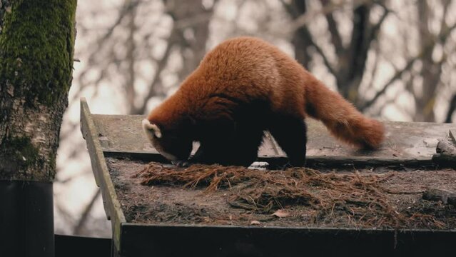 Slow motion of the adorable red panda (Ailurus fulgens) eating grass in the Kolmarden zoo