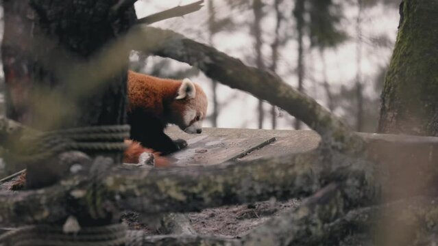Selective-focus slow-motion view of a red panda waking up and walking