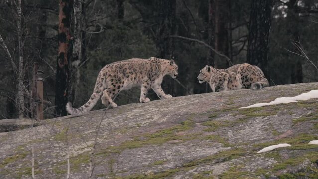 Slow motion of two snow leopard (Panthera uncia ) resting on a rock at the Kolmarden Zoo in Sweden