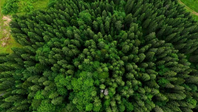 Drone aerial view flying over a pine forest and a country road in the soft light of a sunset. Mountain range in the background. Nature, travel, vacation. Carpathians, Ukraine, Europe. The camera goes 