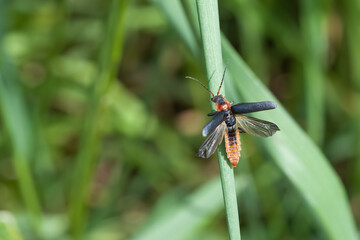 Gewöhnlicher Weichkäfer