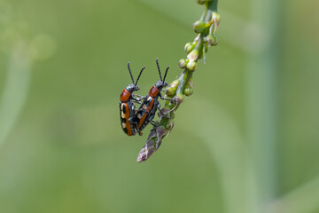 Spargelhähnchen bei der Paarung