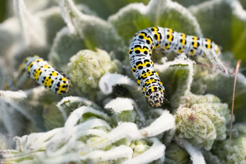 Königskerzen-Mönch Raupe