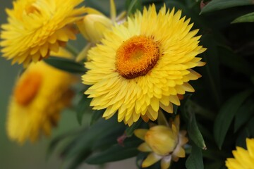 Closeup image of a cluster of bright yellow flower blooming in a lush green bush