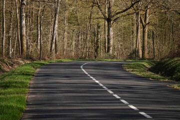 Idyllic scene of an asphalt road, lined with trees on either side, stretching into the distance