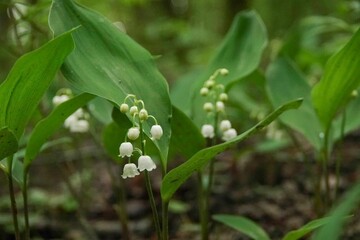 Array of small white Common Lily of the Valley (Convallaria majalis) flowers blooming