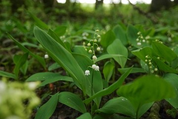 Fototapeta na wymiar Array of small white Common Lily of the Valley (Convallaria majalis) flowers blooming