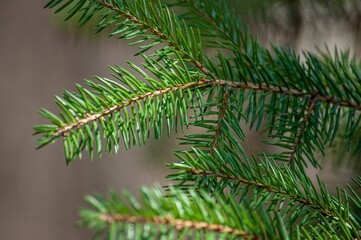 Closeup of lush green fir tree branches on a natural background with a blurred bokeh effect
