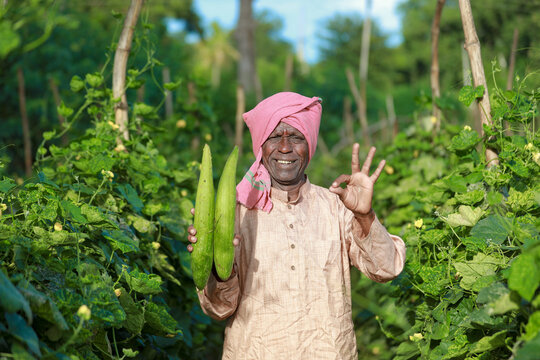 Indian farming, farmer holding bottle gourd, vegetable fresh , happy farmer