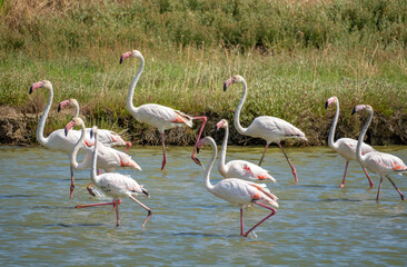 Italy Tuscany Maremma Castiglione della Pescaia, natural reserve of Diaccia Botrona flamingos and...