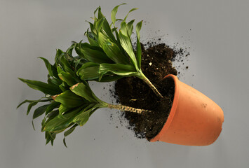 Broken falling home plants on grey