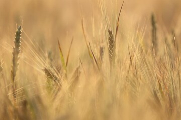 Fototapeta premium Beautiful view of a golden field of wheat on a blurred background at a bright sunlight