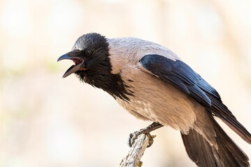 Black crow perched on the branch of a tree