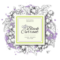 Black currant banner with monochrome berries and leaves, sketch vector illustration isolated on white background.