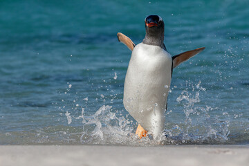 Gentoo Penguin walking along a sandy beach