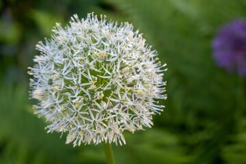 Closeup of a white giant onion flower in a green garden