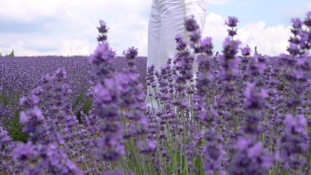 lavender field farm and beautiful cloudy summer sky in background.Sustainable, regional organic cultivation.lavender bushes in row,bottom or top view, bright 4k video close up.bee flying over